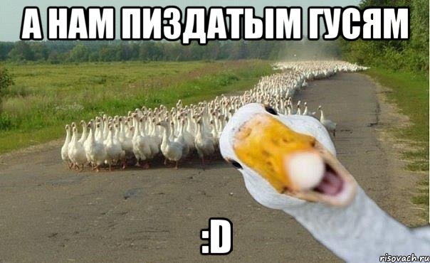 А нам пиздатым гусям :D, Мем гуси