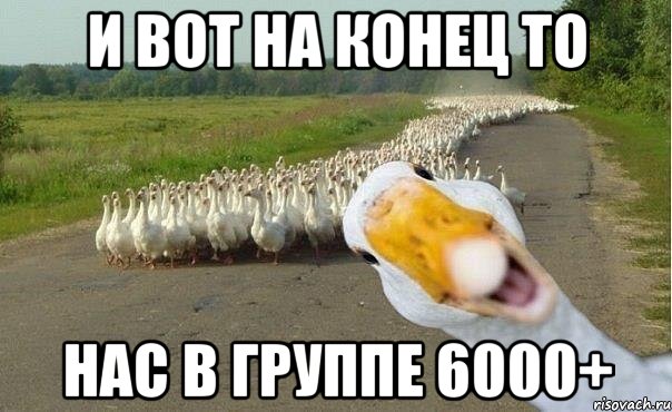 И вот на конец то нас в группе 6000+, Мем гуси