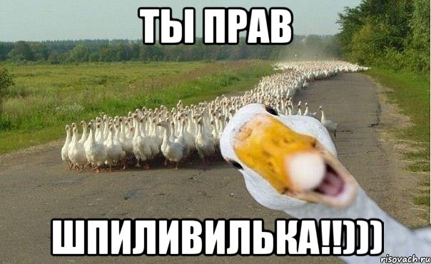 Ты прав Шпиливилька!!))), Мем гуси