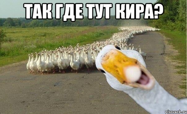 Так где тут Кира? , Мем гуси