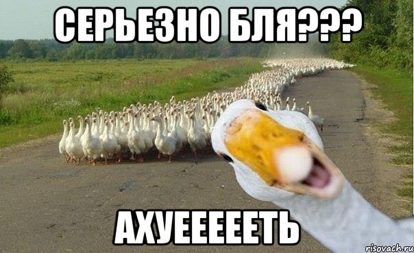 Серьезно бля??? Ахуеееееть, Мем гуси