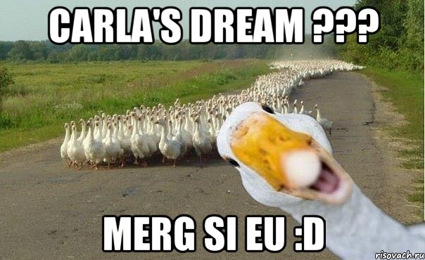 carla's dream ??? merg si eu :D, Мем гуси