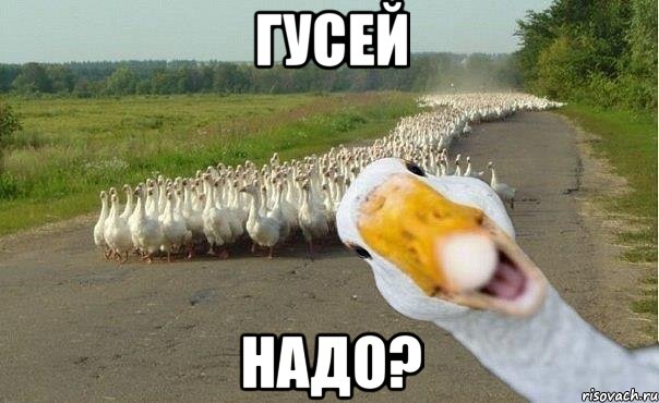 гусей надо?, Мем гуси