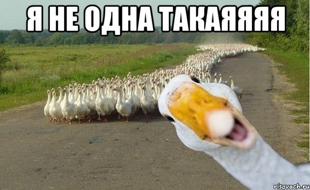 я не одна такаяяяя , Мем гуси