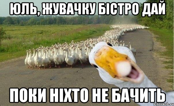 Юль, жувачку бістро дай поки ніхто не бачить, Мем гуси