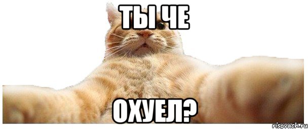 ты че охуел?, Мем   Кэтсвилл