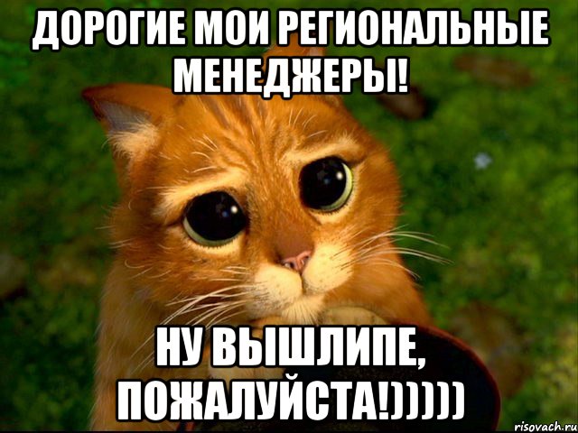 Дорогие мои Региональные Менеджеры! Ну вышлипе, пожалуйста!))))), Мем кот из шрека