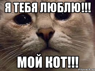 Я тебя люблю!!! Мой кот!!!, Мем   В мире грустит один котик