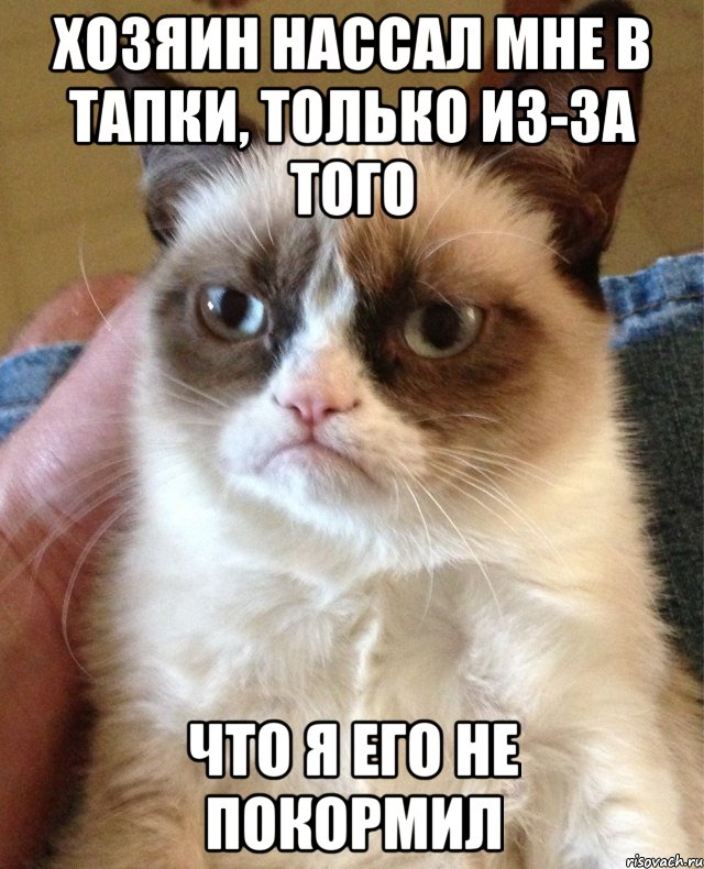 ХОЗЯИН НАССАЛ МНЕ В ТАПКИ, ТОЛЬКО ИЗ-ЗА ТОГО ЧТО Я ЕГО НЕ ПОКОРМИЛ, Мем Угрюмый кот