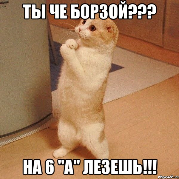 ТЫ ЧЕ БОРЗОЙ??? НА 6 "А" ЛЕЗЕШЬ!!!, Мем  котэ молится