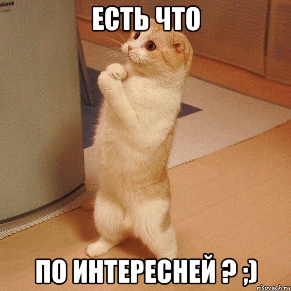 Есть что По интересней ? ;), Мем  котэ молится