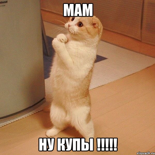 МАМ НУ КУПЫ !!!!!, Мем  котэ молится