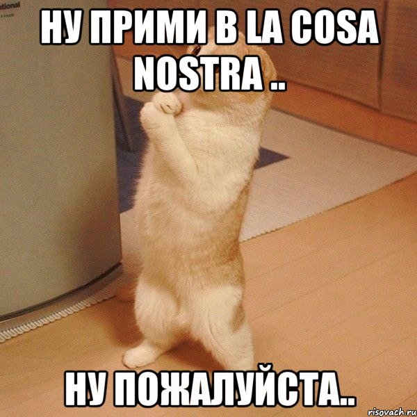 Ну прими в La Cosa Nostra .. Ну пожалуйста.., Мем  котэ молится