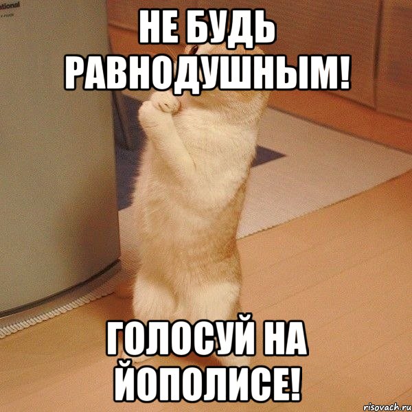 не будь равнодушным! голосуй на Йополисе!, Мем  котэ молится