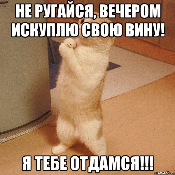 не ругайся, вечером искуплю свою вину! Я тебе отдамся!!!, Мем  котэ молится