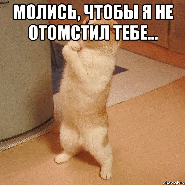 Молись, чтобы я не отомстил тебе... , Мем  котэ молится