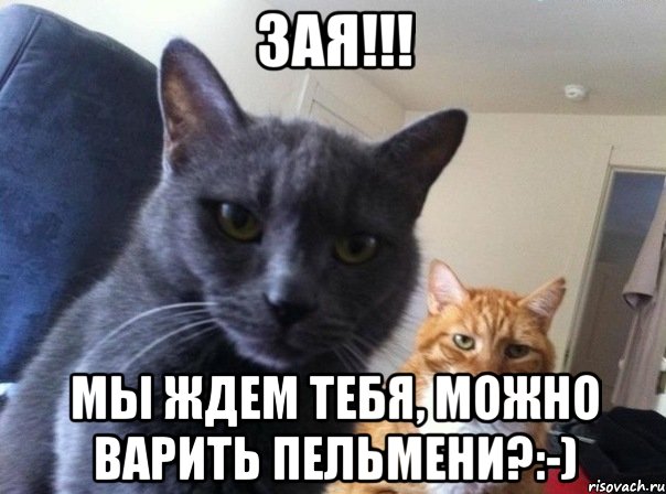 Зая!!! Мы ждем тебя, можно варить пельмени?:-), Мем  Два котэ