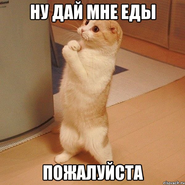 Ну дай мне еды пожалуйста, Мем  котэ молится