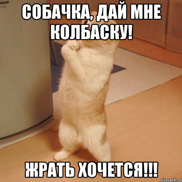 Собачка, дай мне колбаску! Жрать хочется!!!, Мем  котэ молится