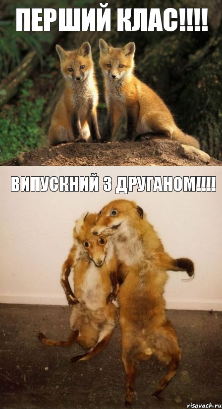 ПЕРШИЙ КЛАС!!!! ВИПУСКНИЙ З ДРУГАНОМ!!!!, Комикс Лисицы