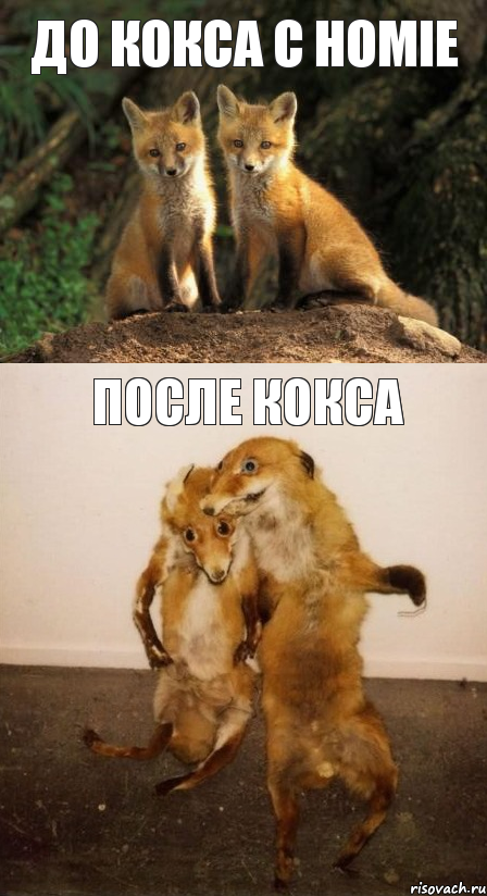 До кокса с homie После кокса, Комикс Лисицы