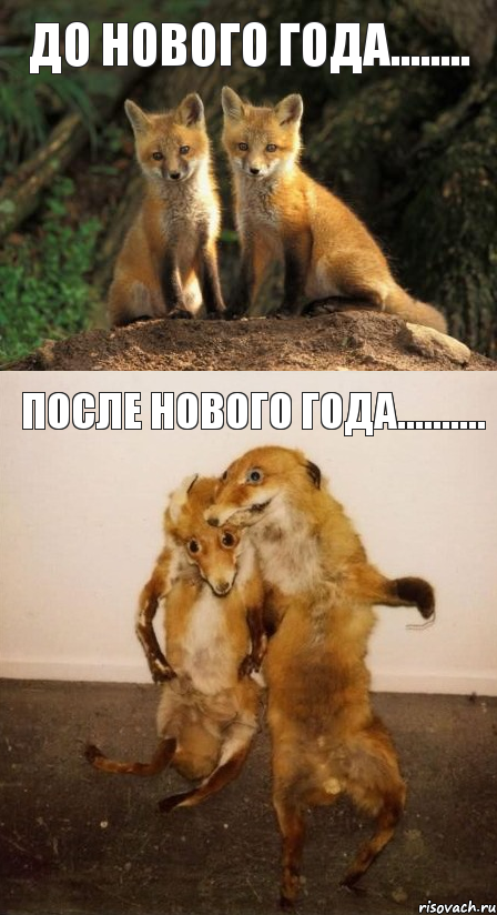 до нового года........ после нового года.........., Комикс Лисицы