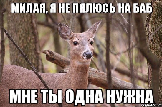 Милая, я не пялюсь на баб Мне ты одна нужна, Мем Наивная олениха