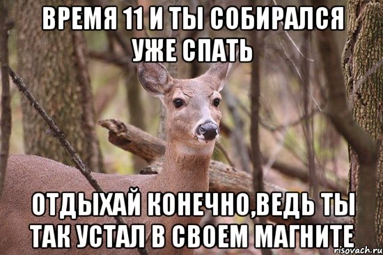 Время 11 и ты собирался уже спать Отдыхай конечно,ведь ты так устал в своем магните, Мем Наивная олениха