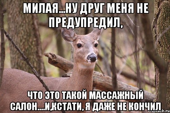 Милая...ну друг меня не предупредил, что это ТАКОЙ массажный салон....и,кстати, я даже не кончил, Мем Наивная олениха