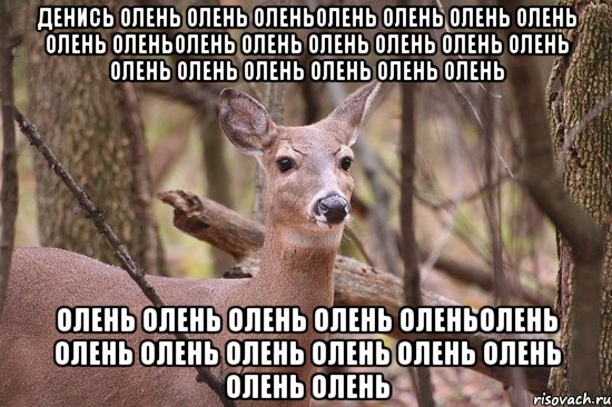 денись олень олень оленьолень олень олень олень олень оленьолень олень олень олень олень олень олень олень олень олень олень олень олень олень олень олень оленьолень олень олень олень олень олень олень олень олень, Мем Наивная олениха