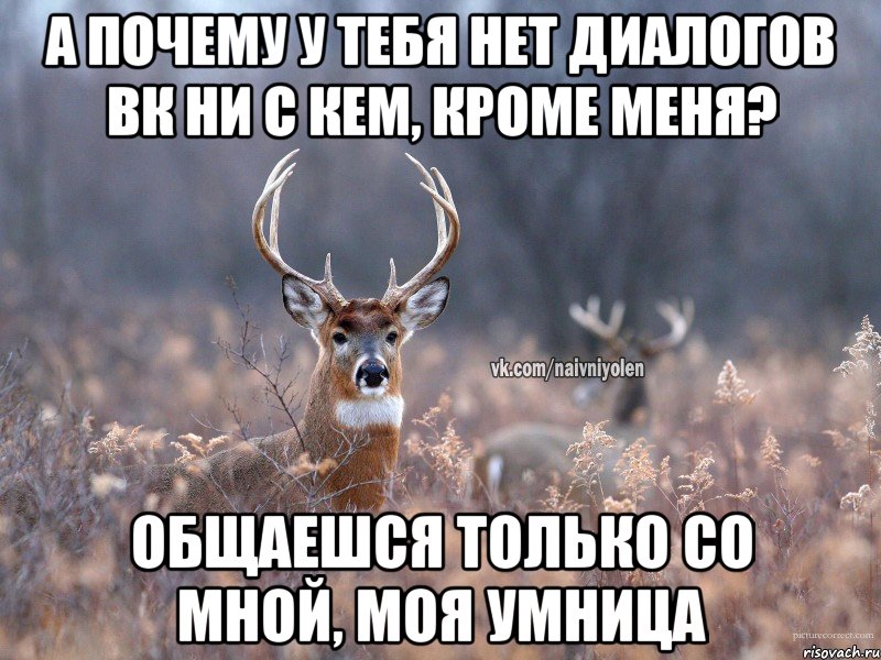 А почему у тебя нет диалогов ВК ни с кем, кроме меня? Общаешся только со мной, моя умница, Мем   Наивный олень