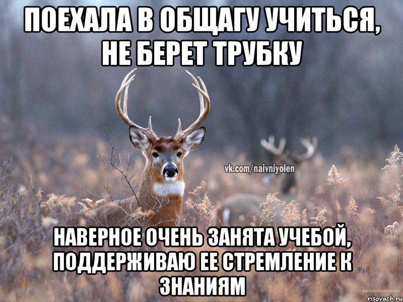 ПОЕХАЛА В ОБЩАГУ УЧИТЬСЯ, НЕ БЕРЕТ ТРУБКУ НАВЕРНОЕ ОЧЕНЬ ЗАНЯТА УЧЕБОЙ, ПОДДЕРЖИВАЮ ЕЕ СТРЕМЛЕНИЕ К ЗНАНИЯМ, Мем   Наивный олень