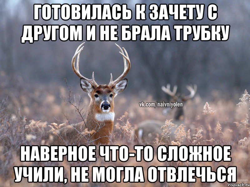 ГОТОВИЛАСЬ К ЗАЧЕТУ С ДРУГОМ И НЕ БРАЛА ТРУБКУ НАВЕРНОЕ ЧТО-ТО СЛОЖНОЕ УЧИЛИ, НЕ МОГЛА ОТВЛЕЧЬСЯ, Мем   Наивный олень