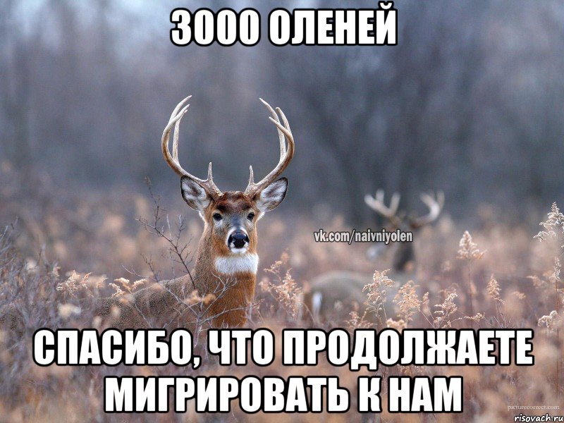 3000 оленей Спасибо, что продолжаете мигрировать к нам, Мем   Наивный олень