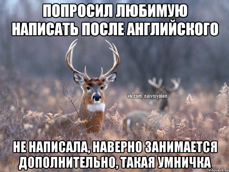 Попросил любимую написать после английского не написала, наверно занимается дополнительно, такая умничка, Мем   Наивный олень