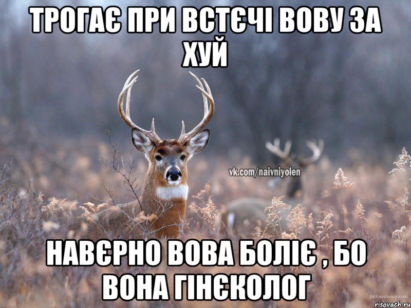 Трогає при встєчі Вову за хуй Навєрно Вова боліє , бо вона гінєколог, Мем   Наивный олень