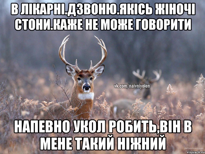 в лікарні.дзвоню.якісь жіночі стони.каже не може говорити напевно укол робить,він в мене такий ніжний, Мем   Наивный олень