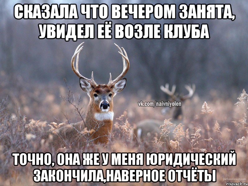 СКАЗАЛА ЧТО ВЕЧЕРОМ ЗАНЯТА, УВИДЕЛ ЕЁ ВОЗЛЕ КЛУБА ТОЧНО, ОНА ЖЕ У МЕНЯ ЮРИДИЧЕСКИЙ ЗАКОНЧИЛА,НАВЕРНОЕ ОТЧЁТЫ, Мем   Наивный олень