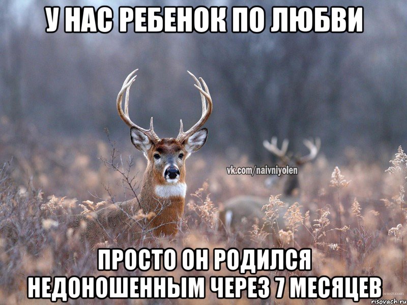 у нас ребенок по любви просто он родился недоношенным через 7 месяцев, Мем   Наивный олень