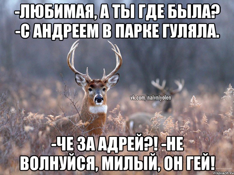 -Любимая, а ты где была? -С Андреем в парке гуляла. -Че за Адрей?! -Не волнуйся, милый, он гей!, Мем   Наивный олень