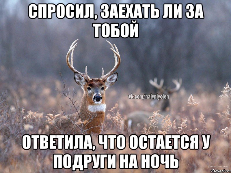 Спросил, заехать ли за тобой Ответила, что остается у подруги на ночь, Мем   Наивный олень