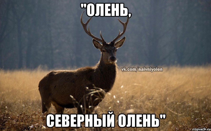 "ОЛЕНЬ, СЕВЕРНЫЙ ОЛЕНЬ"