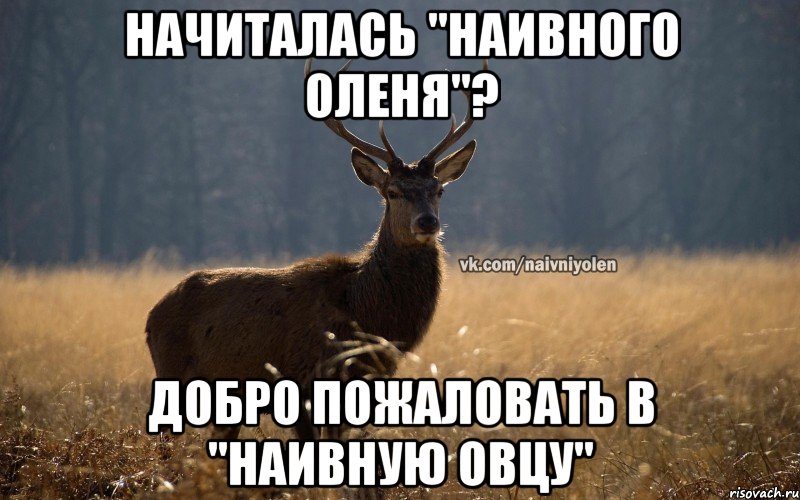 НАЧИТАЛАСЬ "НАИВНОГО ОЛЕНЯ"? ДОБРО ПОЖАЛОВАТЬ В "НАИВНУЮ ОВЦУ", Мем Наивный Олень vk2