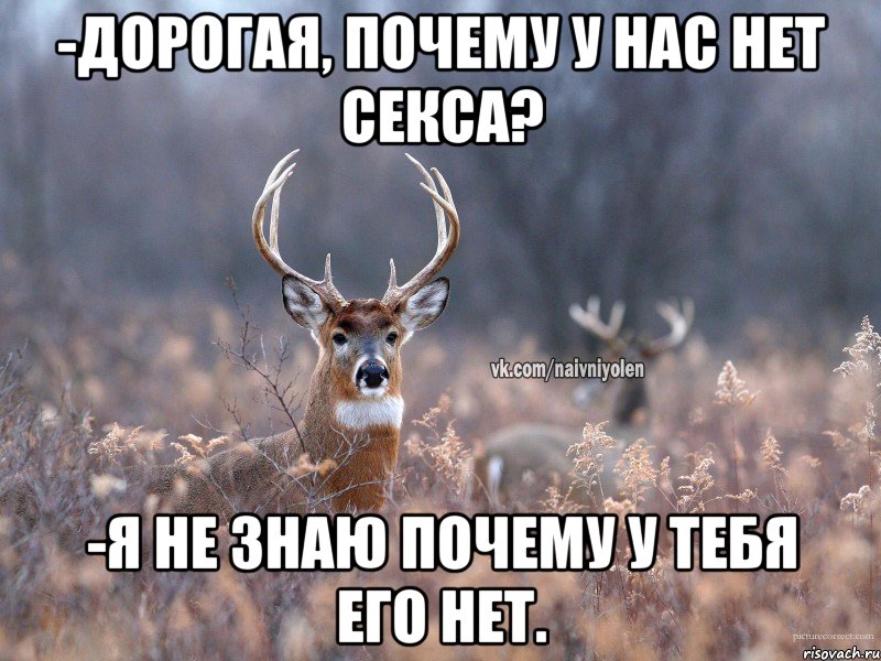 -Дорогая, почему у нас нет секса? -Я не знаю почему у тебя его нет., Мем   Наивный олень