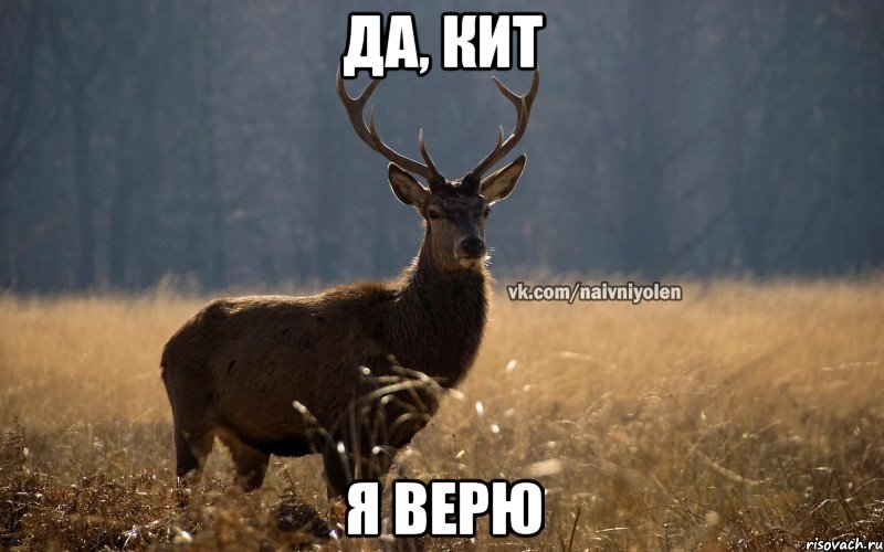 да, кит я верю, Мем Наивный Олень vk2