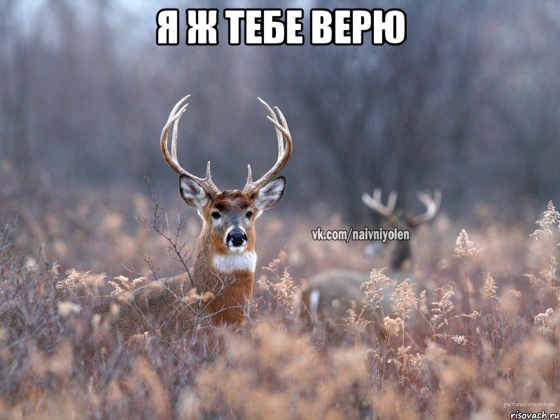 Я Ж ТЕБЕ ВЕРЮ , Мем   Наивный олень