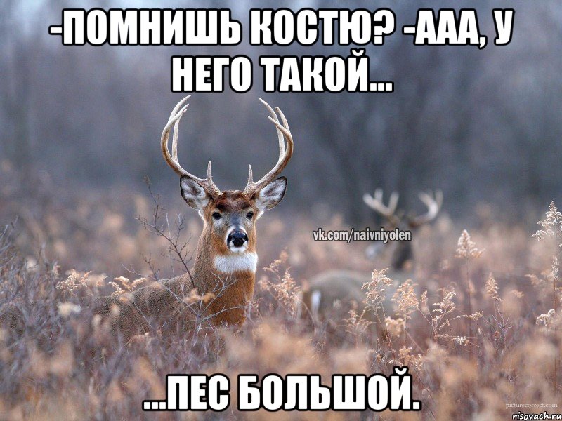 -помнишь костю? -ааа, у него такой... ...пес большой., Мем   Наивный олень