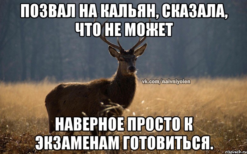 Позвал на кальян, сказала, что не может Наверное просто к экзаменам готовиться., Мем Наивный Олень vk2