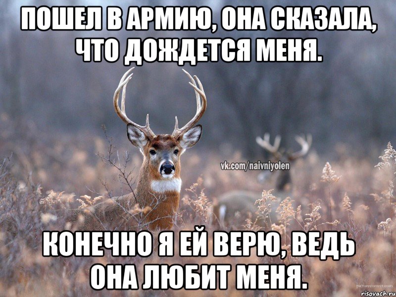 Пошел в армию, она сказала, что дождется меня. Конечно я ей верю, ведь она любит меня., Мем   Наивный олень