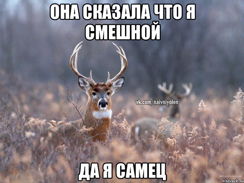 она сказала что я смешной да я самец